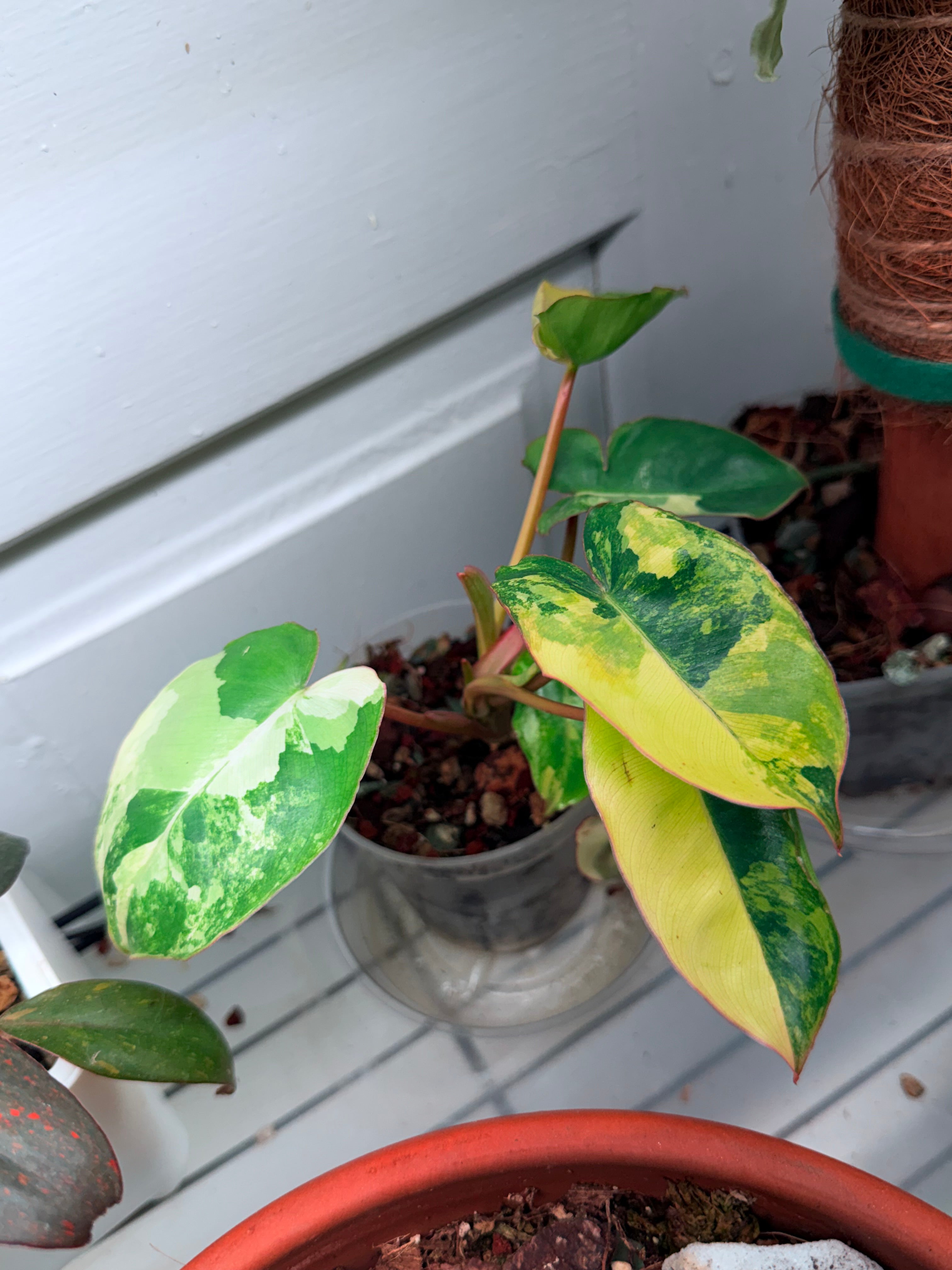 Variegated Burl Marx Philodendron