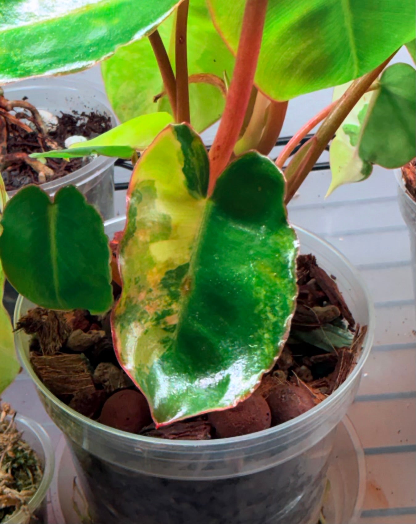 Variegated Burl Marx Philodendron
