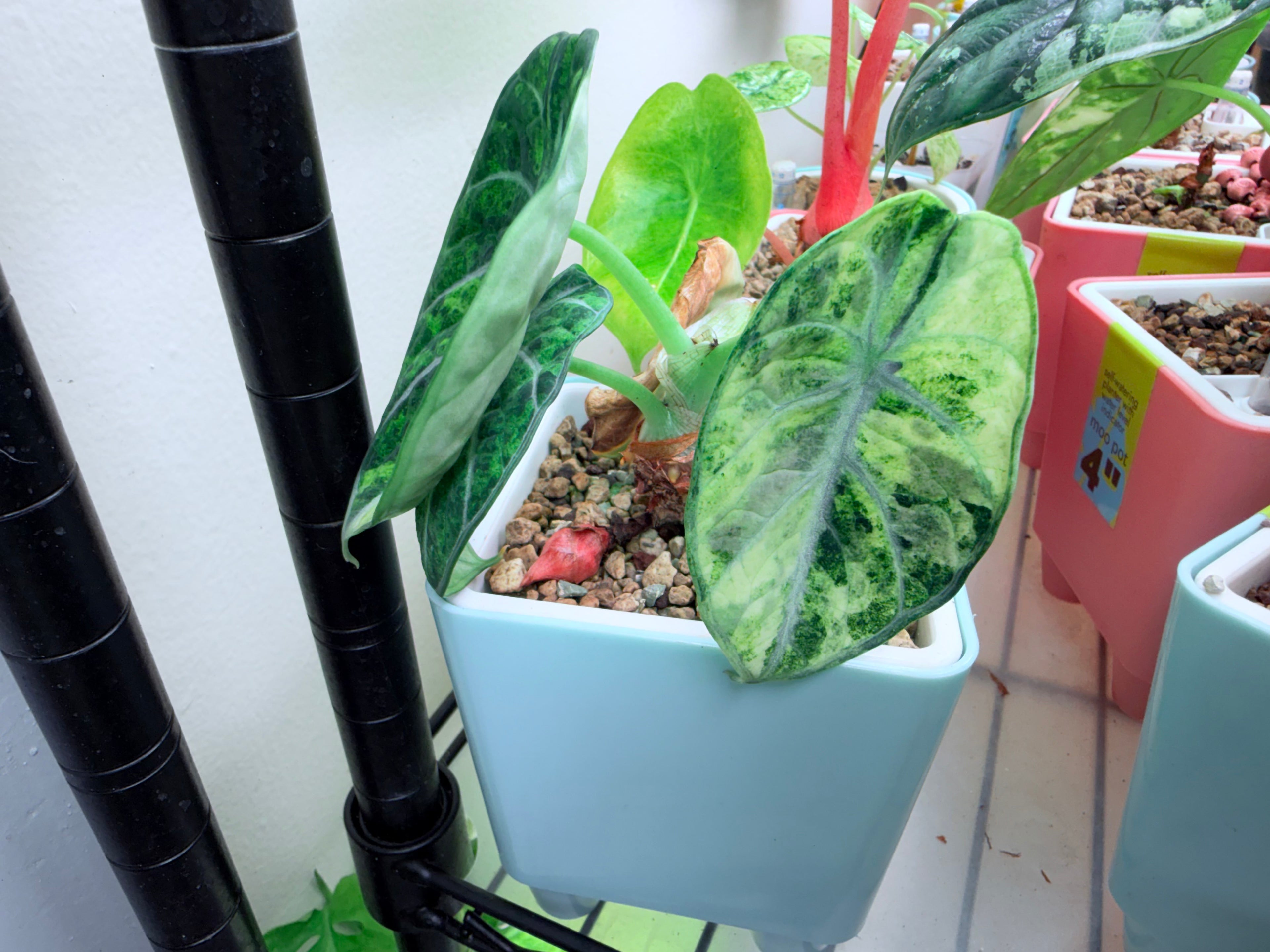 Highly Variegated Ninja | Corm ONLY