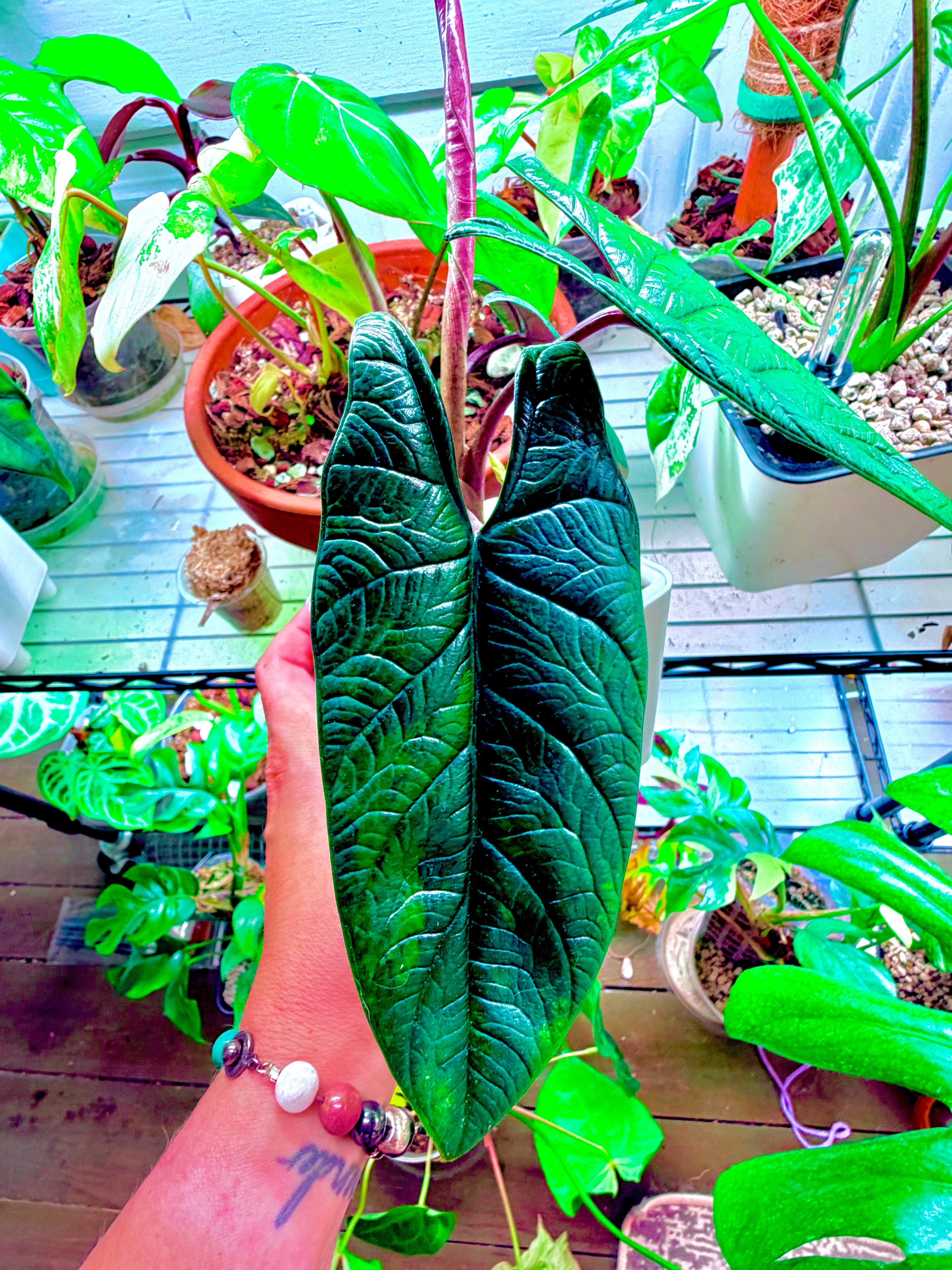 Green on Green Variegated Scalprum | Corm ONLY