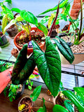 Green on Green Variegated Scalprum | Corm ONLY