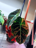 Variegated Rose gold/Salmon Black velvet Corm