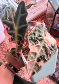 Variegated Pink Polly Alocasia lineage reference plant