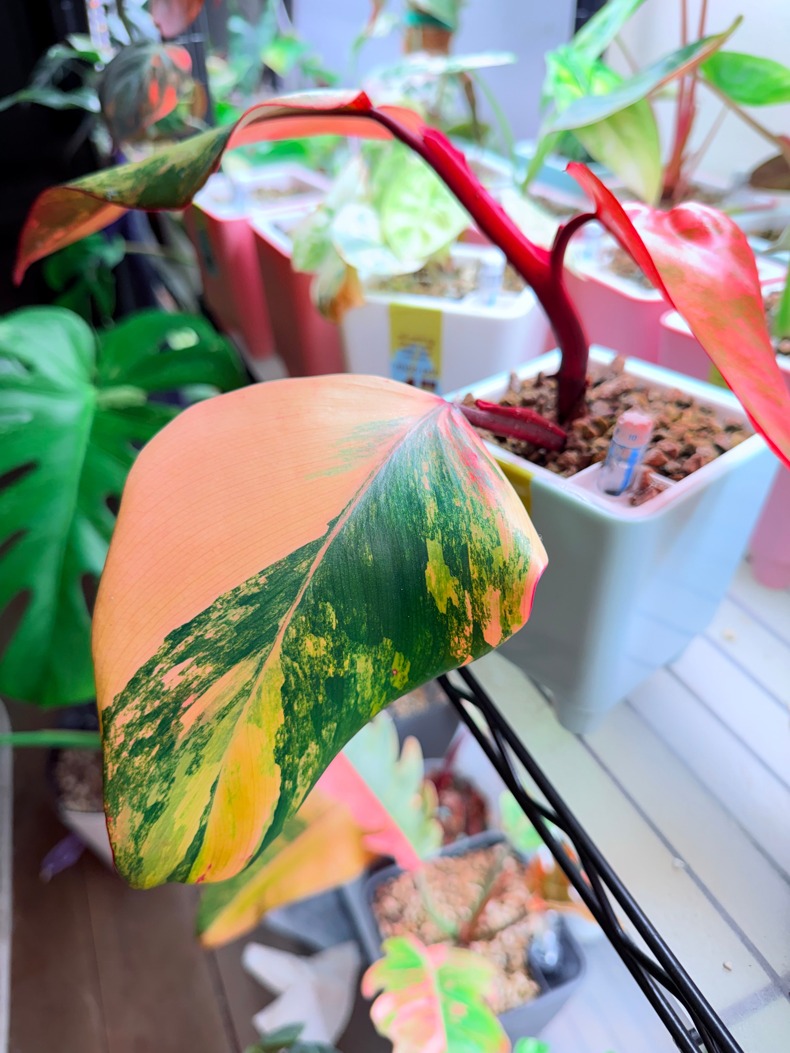 Philodendron 'Strawberry Shake'