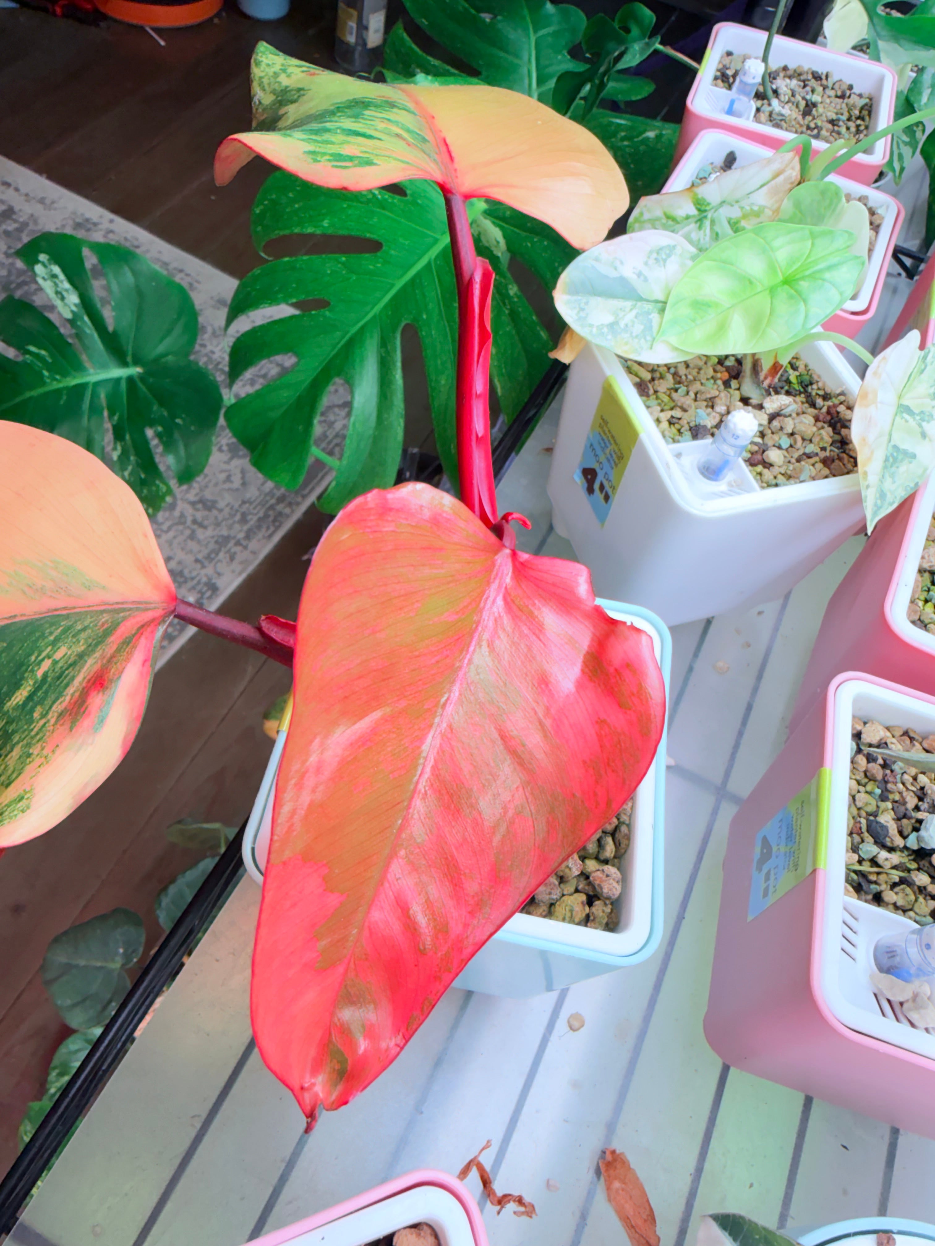 Philodendron 'Strawberry Shake'