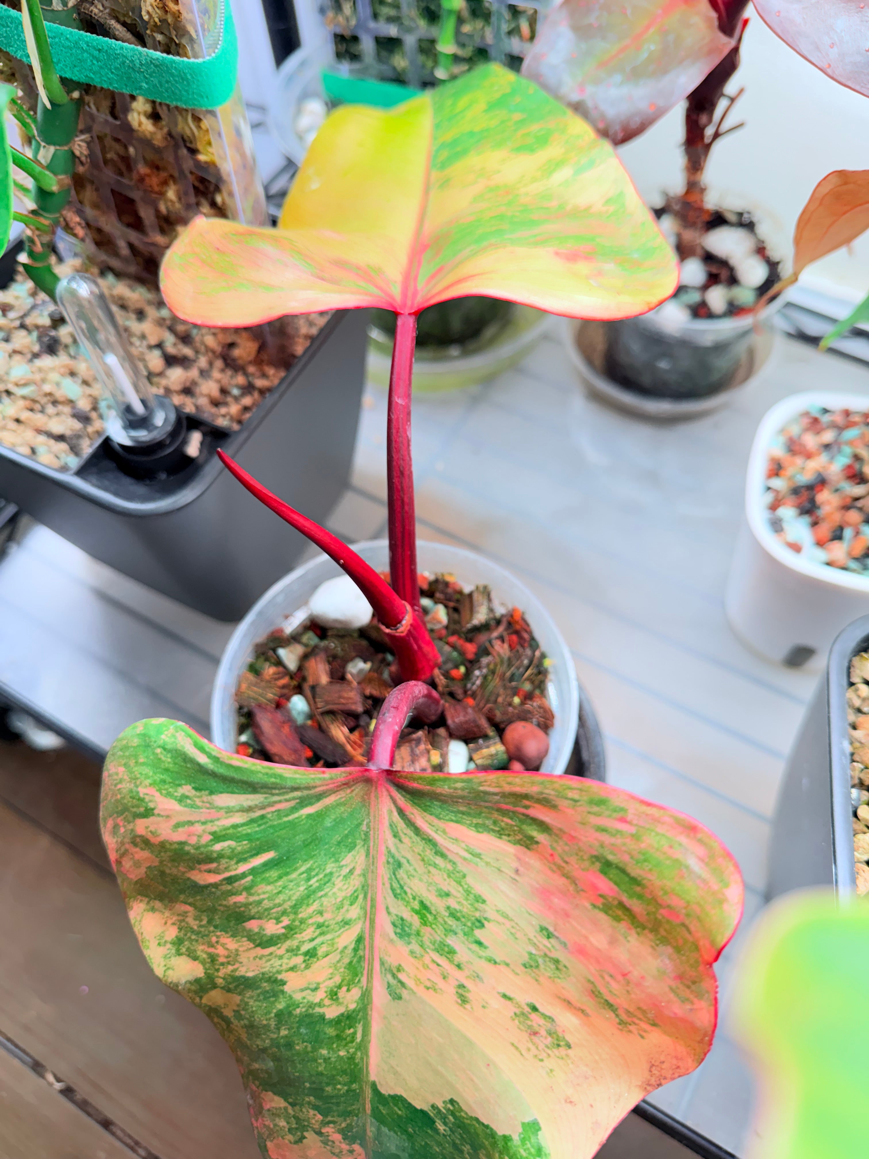 Philodendron 'Strawberry Shake'