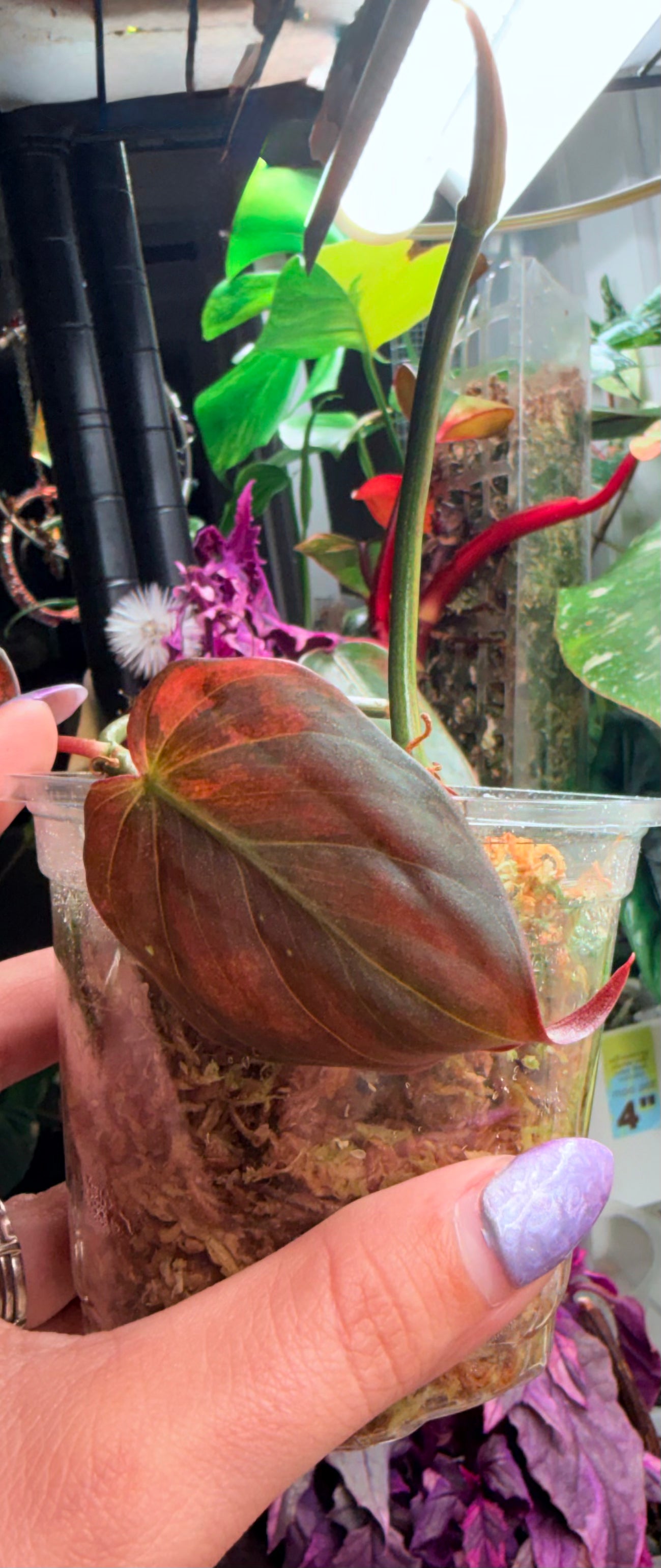 Variegated Orange/Copper Mican Top Cut