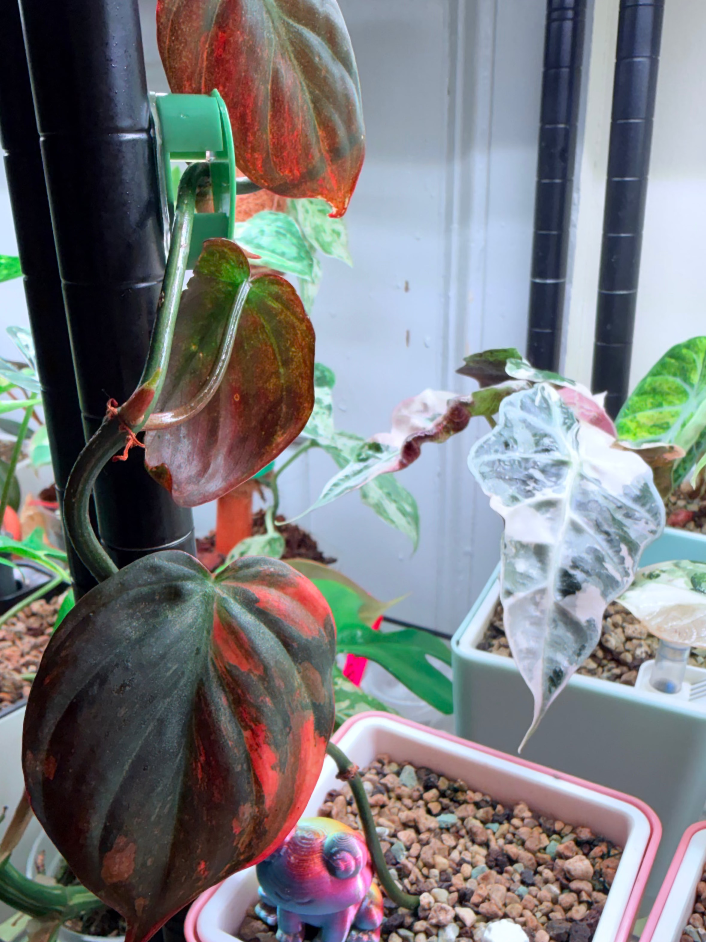 Variegated Orange/Copper Mican Top Cut