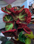 Variegated Begonia soli-mutata | Established Juvenile