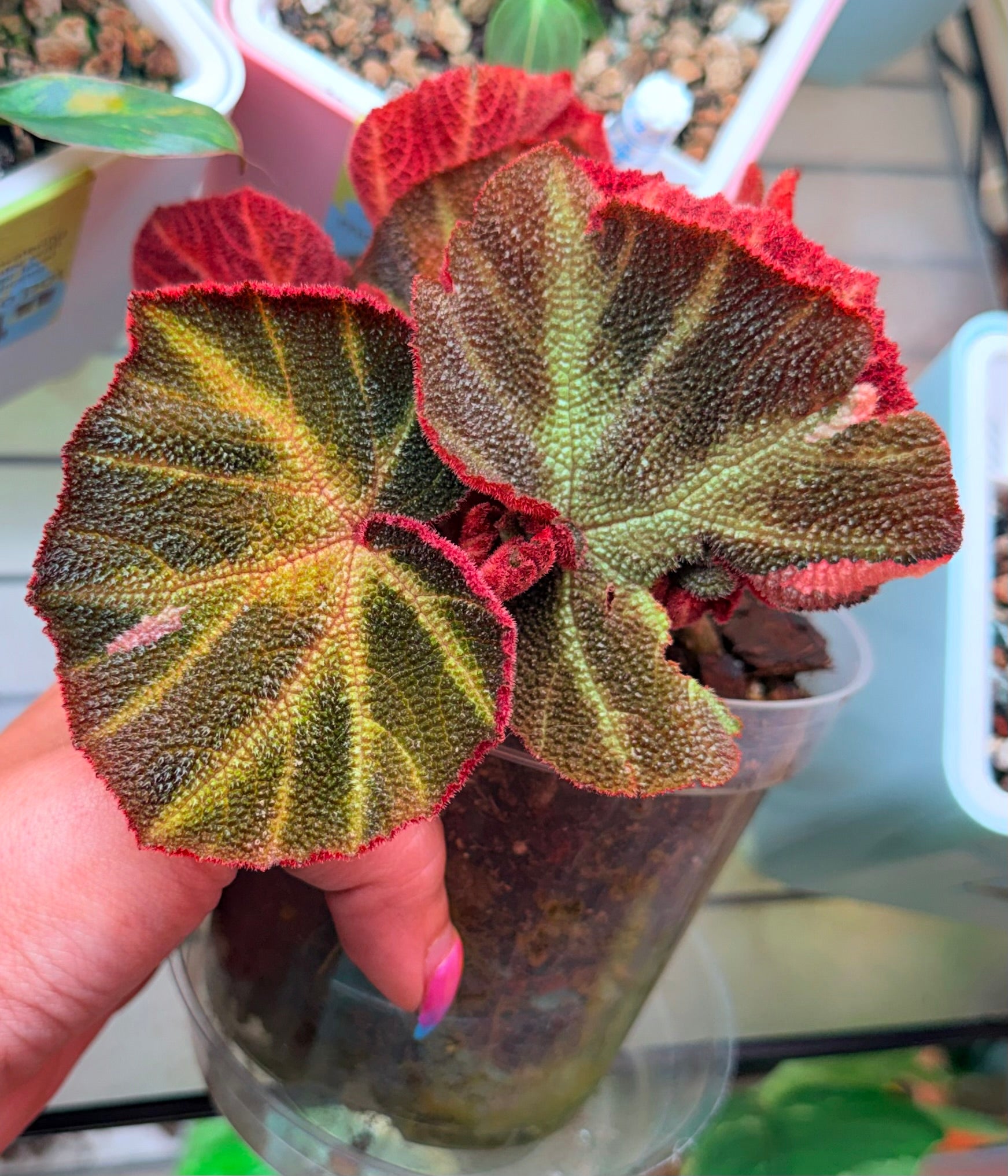 Variegated Begonia soli-mutata | Established Juvenile