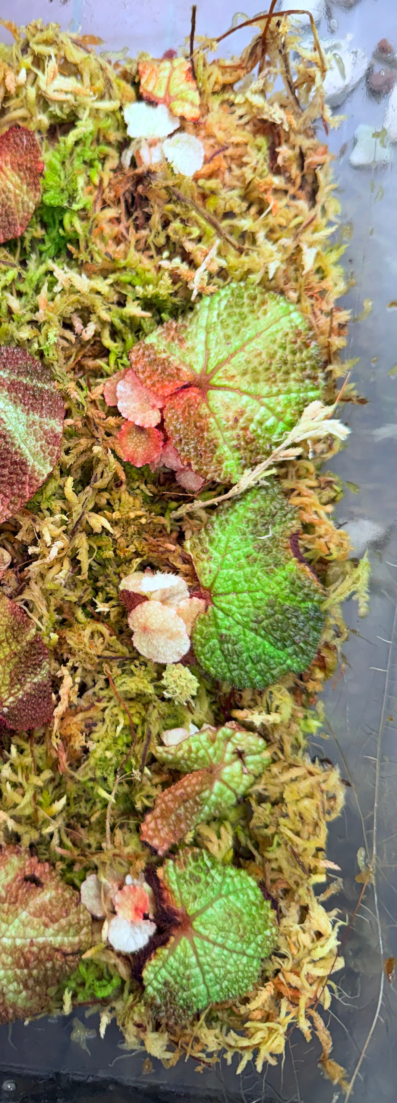 Variegated Begonia soli-mutata | Established Juvenile