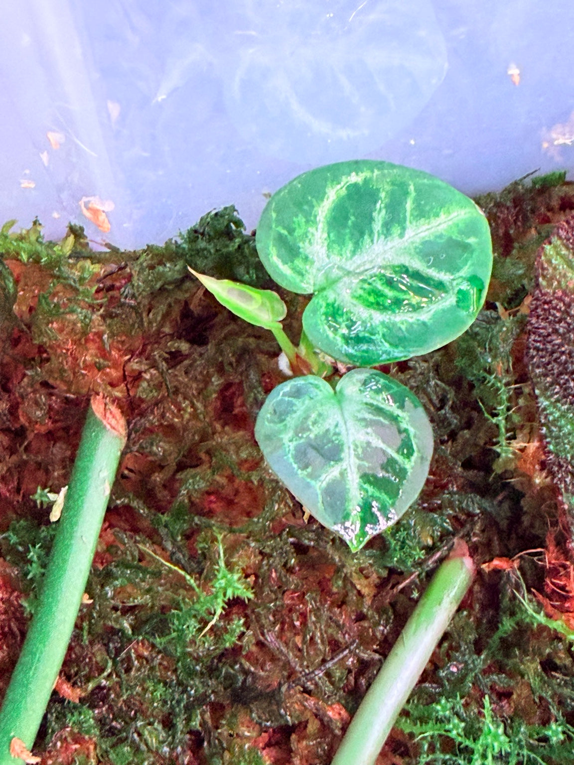 Established juvenile Anthurium Crystallinum Dark form