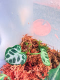 Established juvenile Anthurium Silver Blush with silver veining
