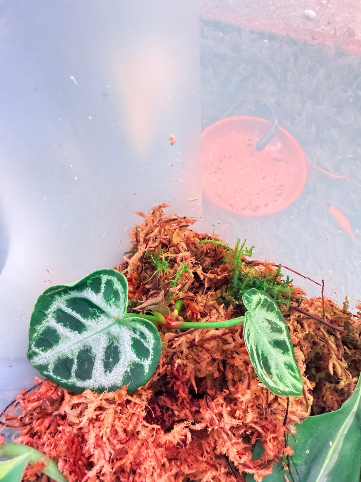Established juvenile Anthurium Silver Blush with silver veining