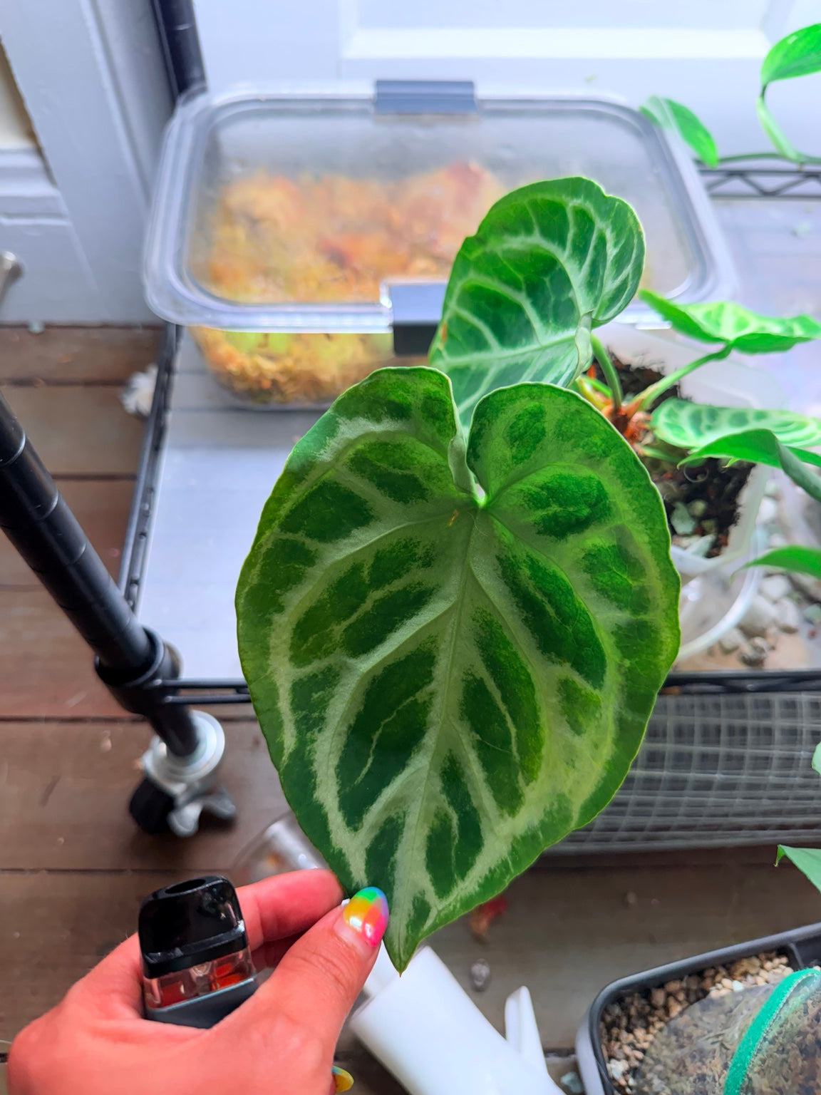 Mature Anthurium Silver Blush mother plant with broad velvet leaves and silver venation