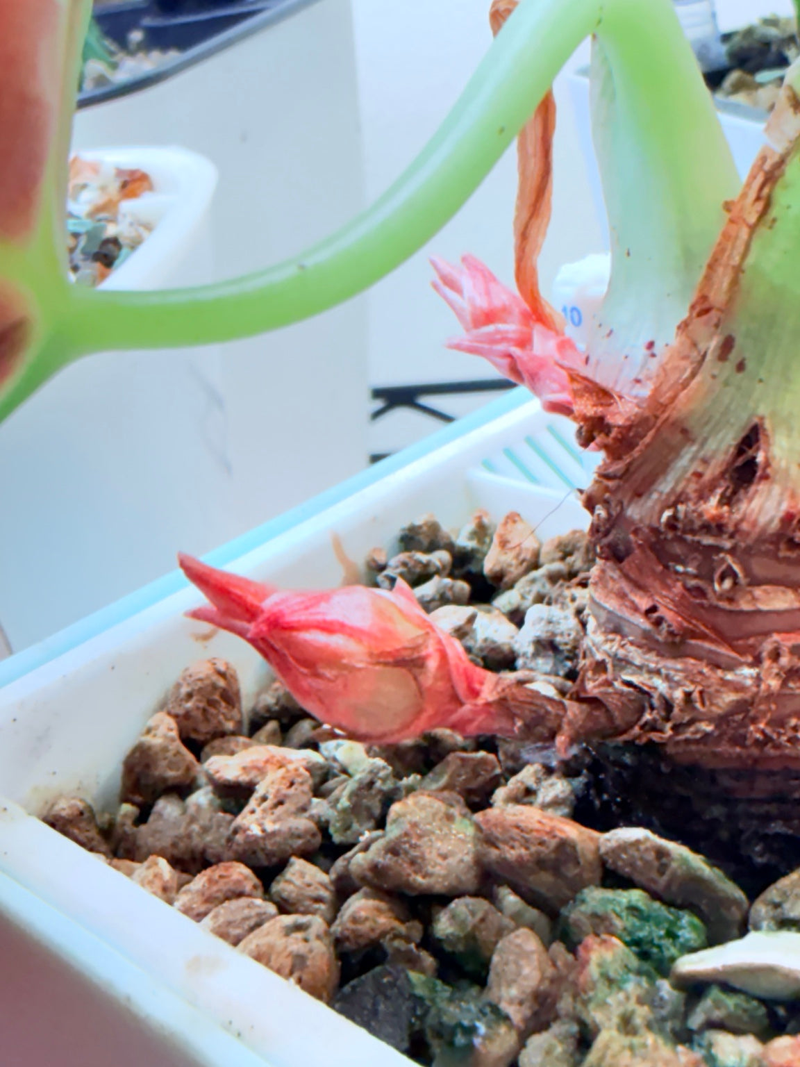 Two attached corms developing on a Copper Gold Black Velvet Alocasia mother plant
