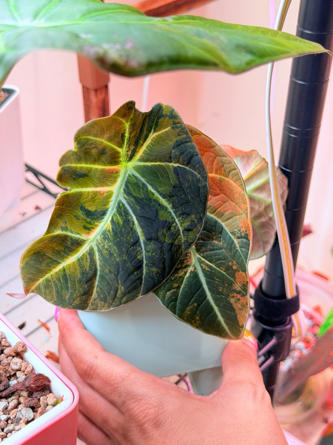Copper and gold variegated Black Velvet Alocasia mother plant