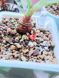 Attached corm developing on the Lavender Pink Black Velvet mother plant