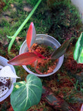 Established juvenile Philodendron Orange Princess Galaxy with orange marbling and galaxy speckling