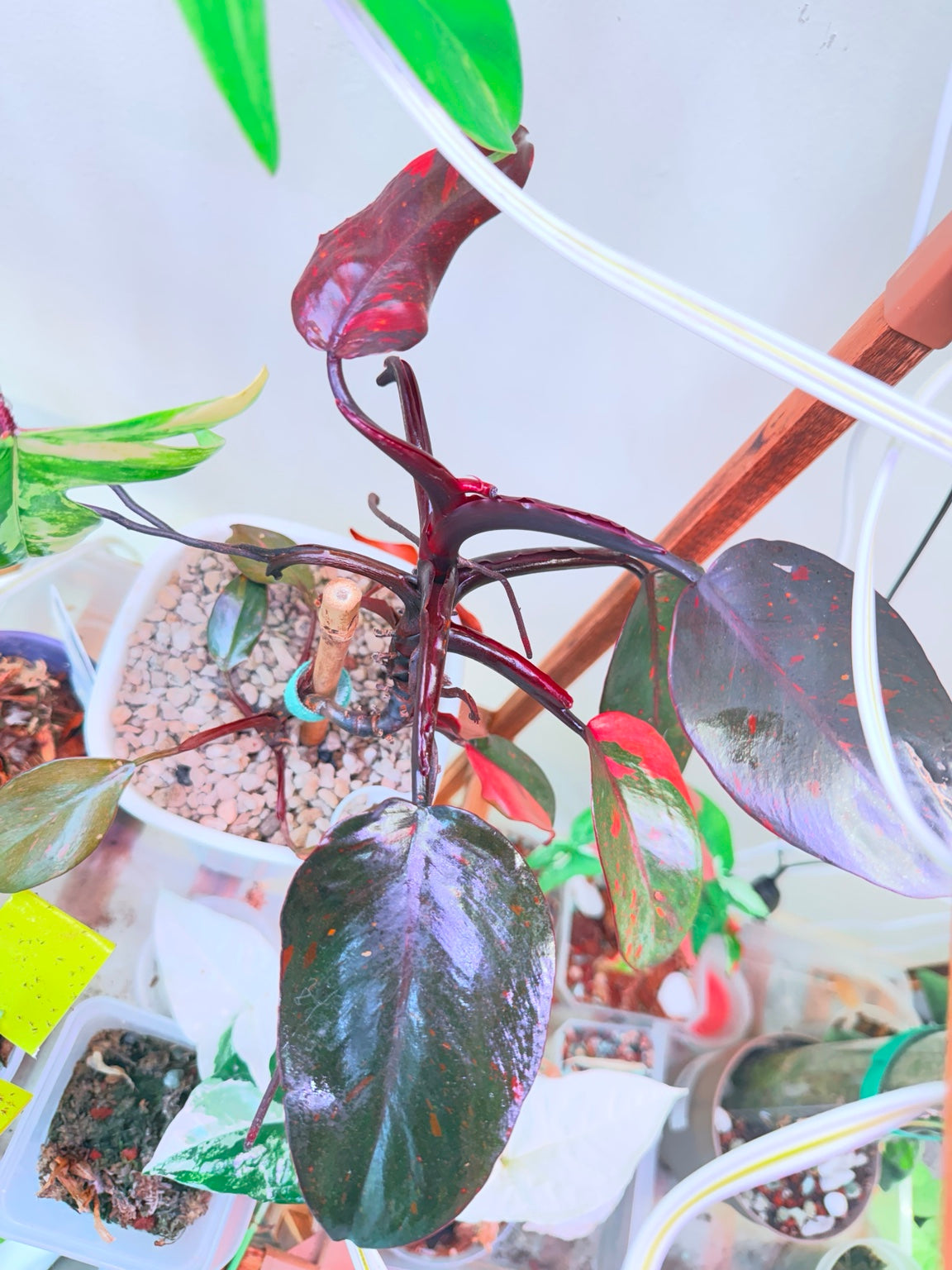 Mature Philodendron Orange Princess Galaxy mother plant with orange marbling, sectoral variegation, and galaxy speckling