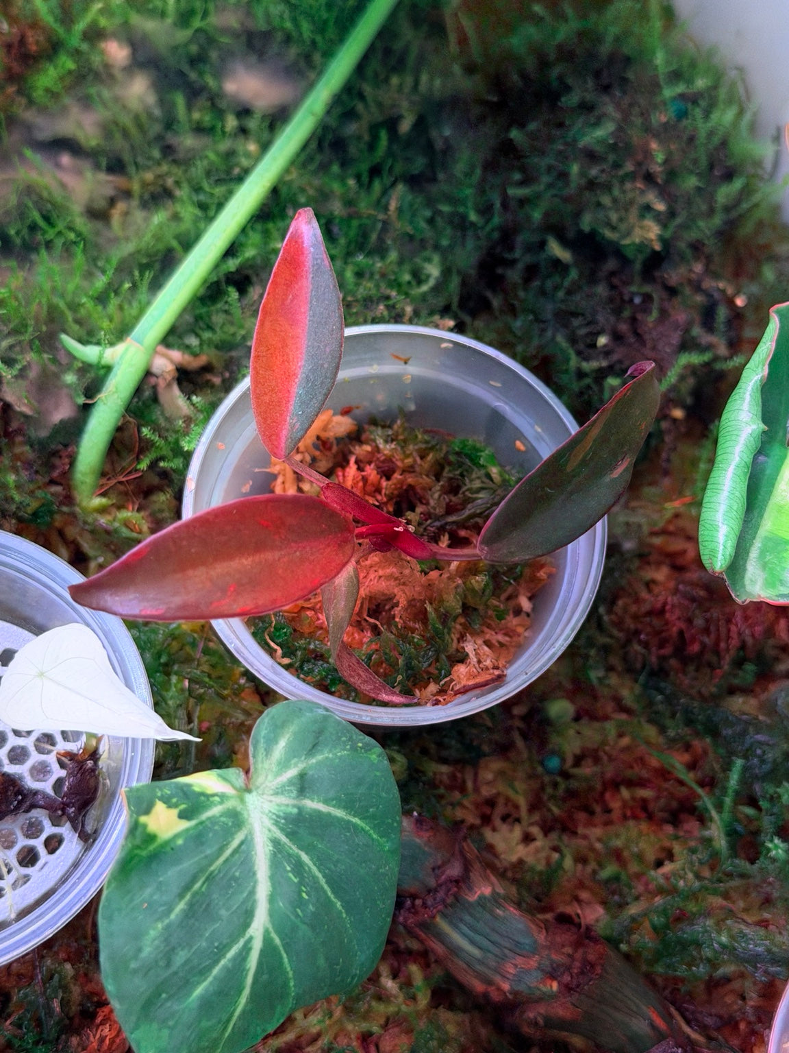 Newest leaf on juvenile Philodendron Orange Princess Galaxy showing orange marbling and sectoral variegation