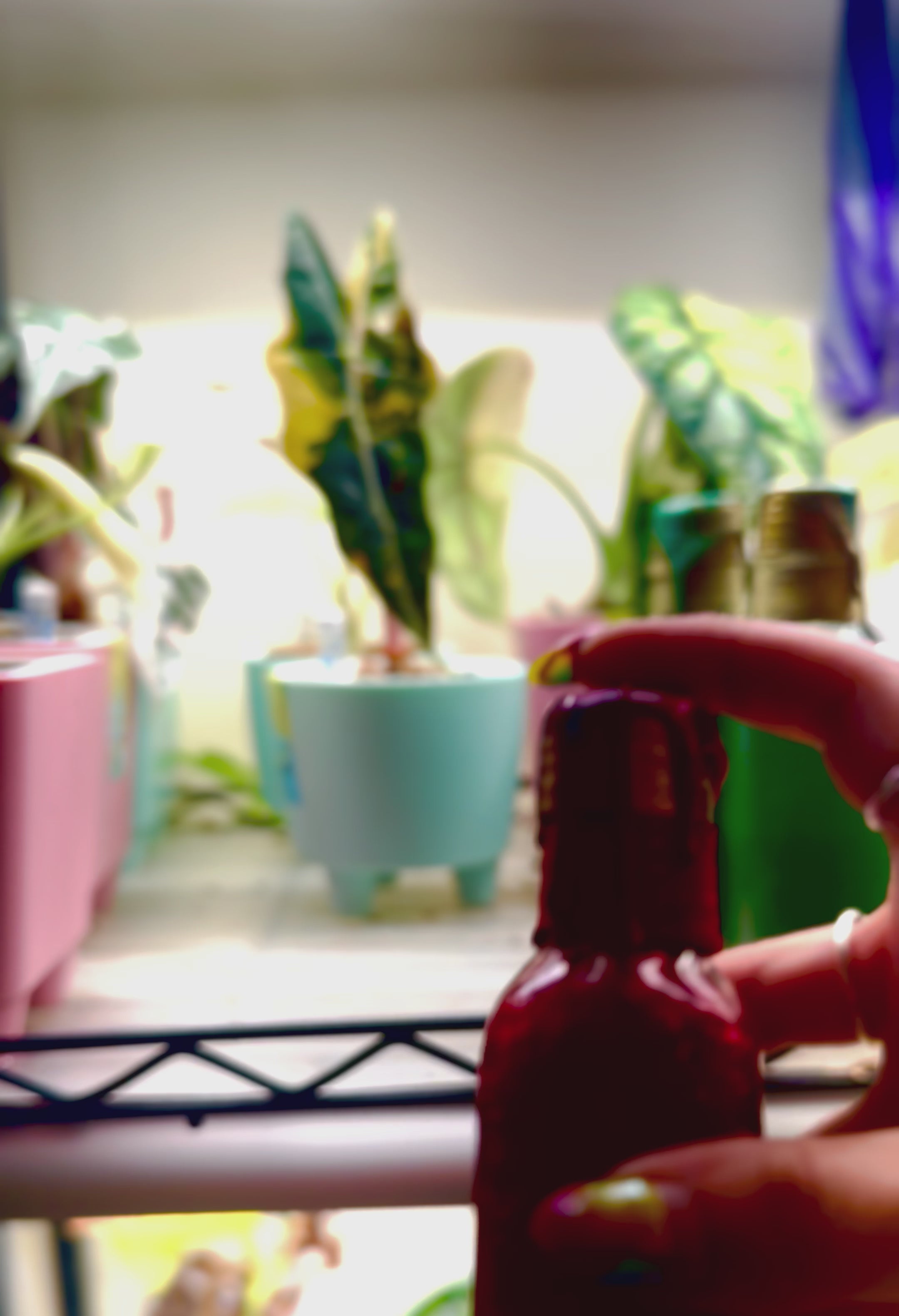 Off With Your Heart | Decorative Potion Bottle