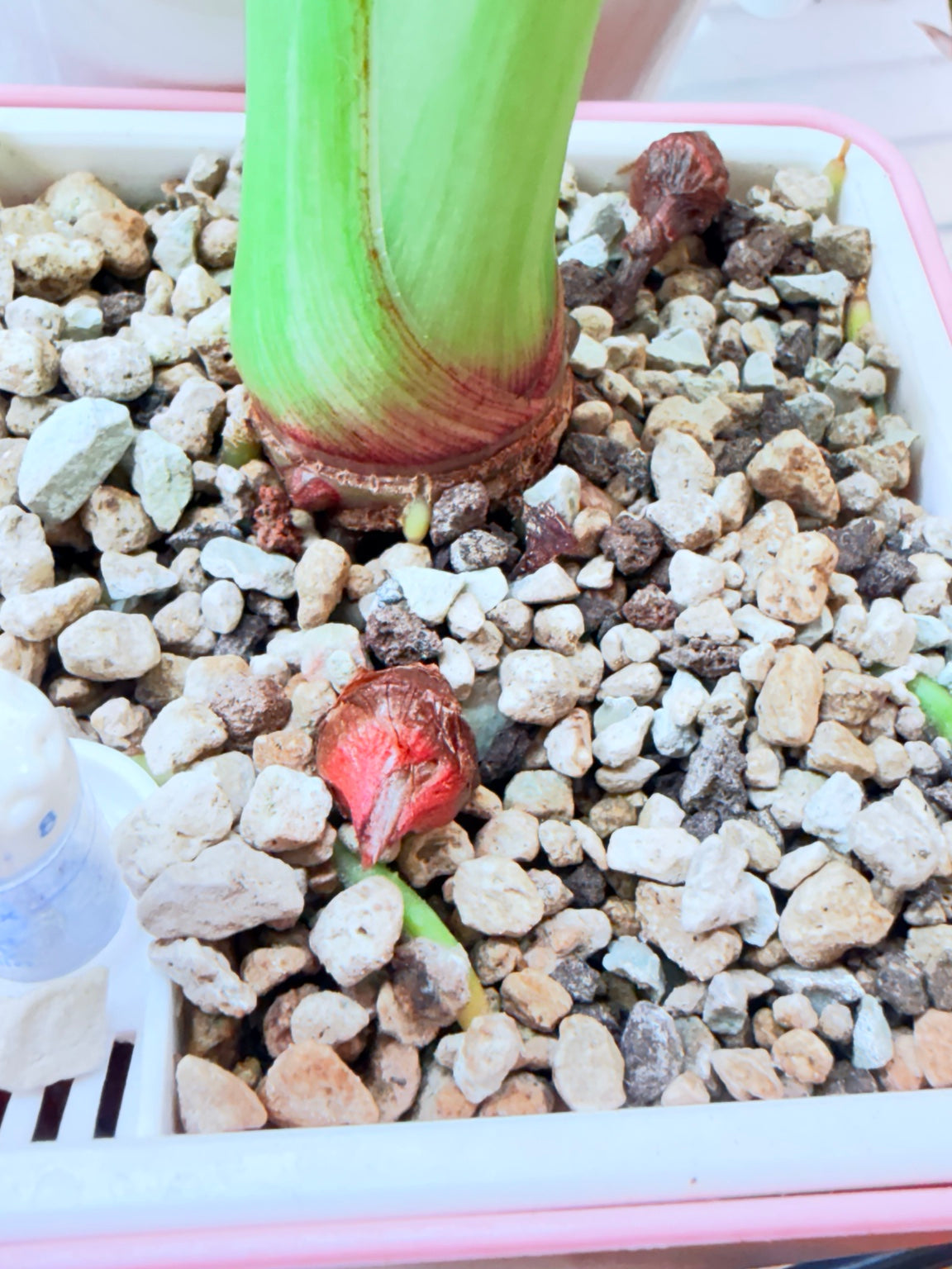 Attached corm developing on a Regal Shield Aurea mother plant