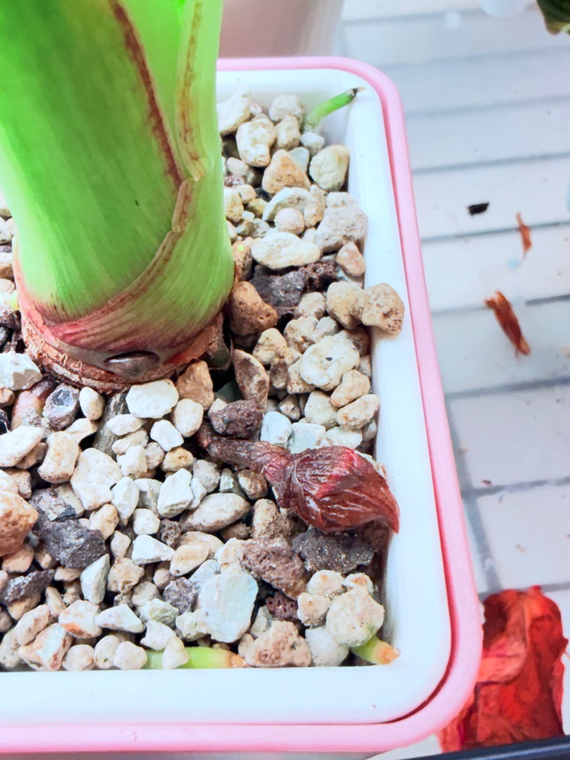 Second attached corm developing on a Regal Shield Aurea mother plant