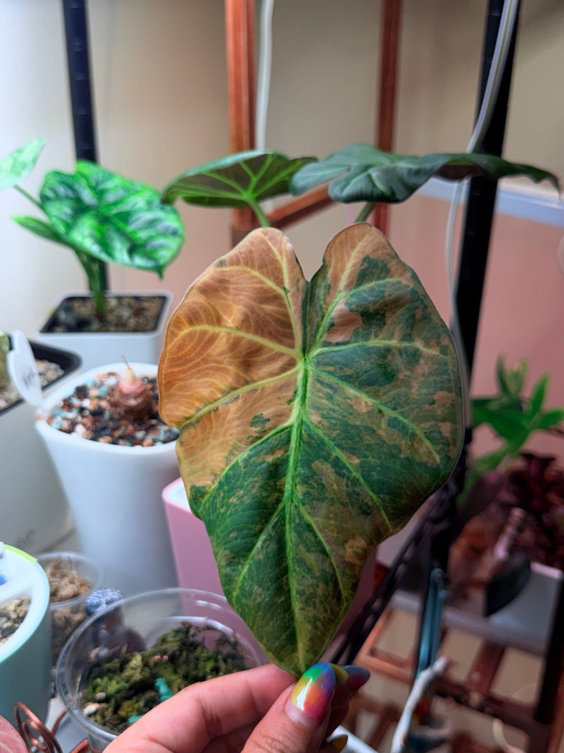 Regal Shield Aurea mother plant showing yellow aurea variegation